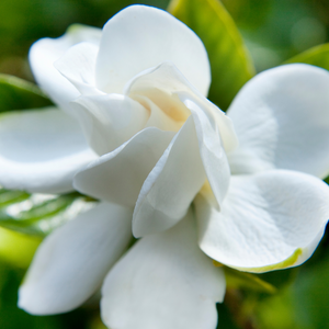 Gardenia Tuberose Wax Melt