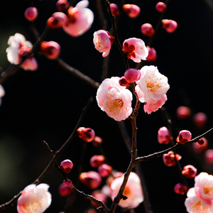 Sugarplum Blossom Wax Melt